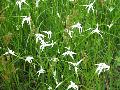 White Star Sedge / Rhynchospora colorata